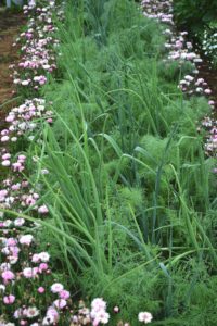Mellan rosa blommor tronar en lång rad av lökblast och dillvippor i köksträdgården.