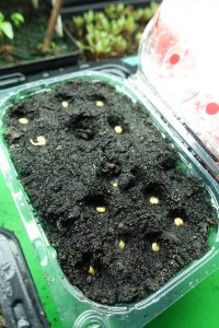 En återvunnen vindruvsförpackningen är fylld av fuktig jord och nedpetade fröer.