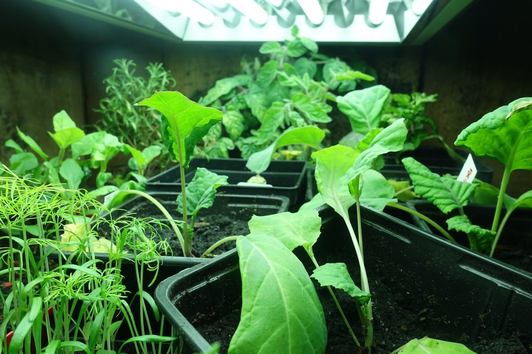 Under flera lysrör växer flera kålplantor, tomater och andra försådder.