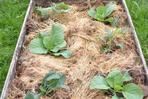 Sex olika sorters kål är planterade i en pallkrage. Jorden är täckt av hö eller halm.