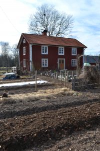 Framför Saras röda trähus syns en kal trädgård tidigt på året. Många bäddar är täckta av halm och gammalt gräsklipp.