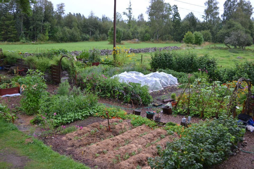 Översikt av den frodiga odlingen i Skillnadens trädgård under sommaren.