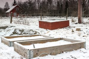 Pallkragar står ute i en vintrig kökstrådgår. Bakom syns en röd odlingslåda och stängsel mot hagar.
