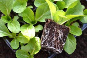 En liten planta har tagits ur sin kruka. Rötterna har växt fint längs med hela jordklumpen.