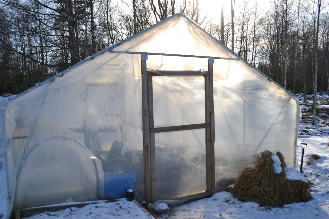 Tunnelväxthuset i ett vintrigt, soligt landskap.