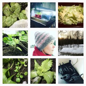Ett kollage av nio bilder från Instagram med mycket kål, inomhusodling, Sara och vattenkannor i en dusch.