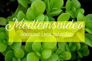 Närbild av portulak med texten medlemsvideo - Gödsling i min trädgård