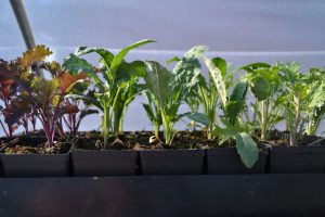 Bild på en bricka med många små krukor med vackra kålplantor.