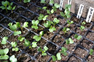 Närbild på pluggbrätte med små gröna plantor.