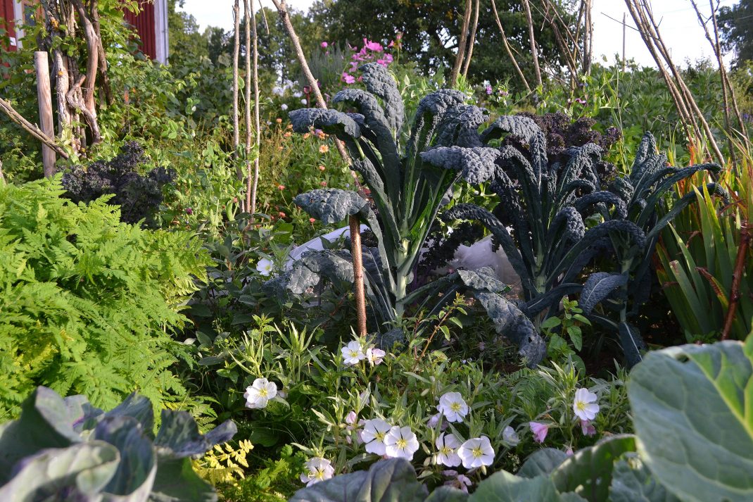 En köksträdgård med många blandade växter, bland annat en hög svartkål.