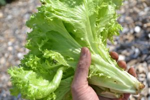 En hand håller en ljusgrön planta med sallat.