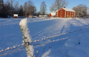 Vinterbild med stor beteshage täckt av snö och ett rött trähus i bakgrunden