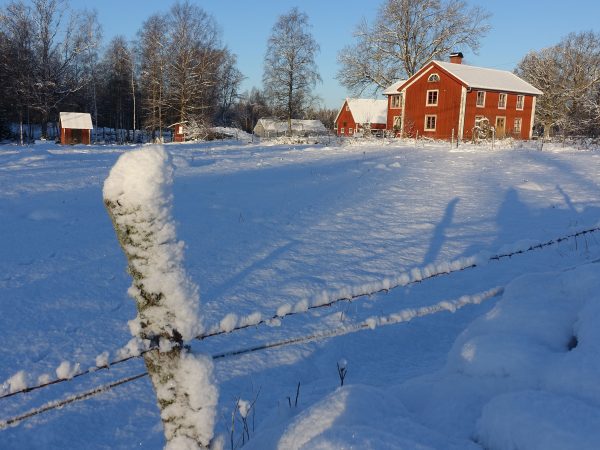 Vinterbild med stor beteshage täckt av snö och ett rött trähus i bakgrunden