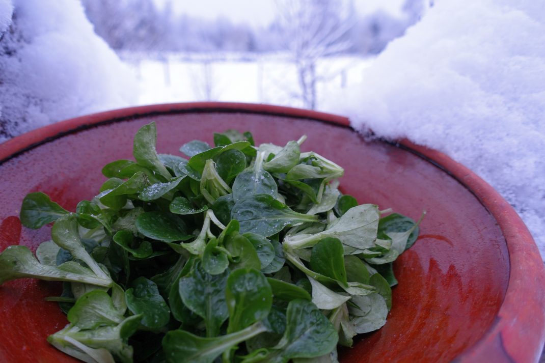 En skål med vintersallat står ute i snön. 