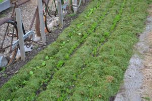 En grön bädd vid ett cykelstaket.