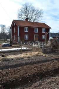 En vårdag med blå himmel syns Saras röda trähus bakom ett antal prydliga gråbruna odlingsbäddar.