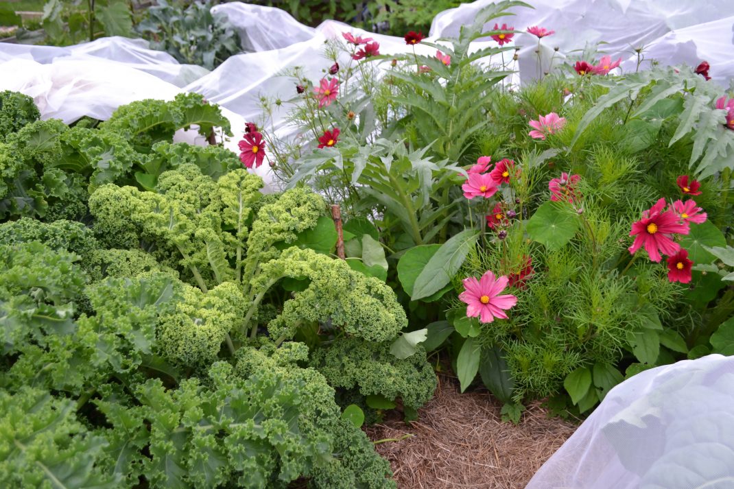 Grönkål och rosenskära sträcker på sig framför ett nät som lagts åt sidan.