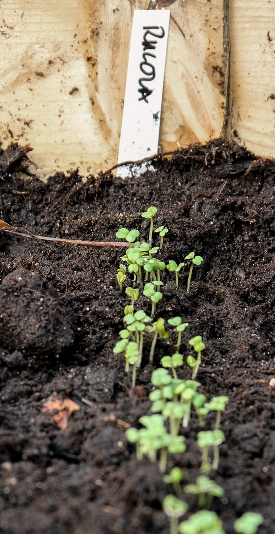 En rucolasådd har precis grott i en odlingslåda.