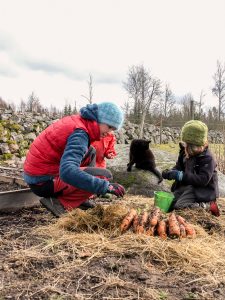 Sara och knoddar skördar stora morötter i en grå och brun köksträdgård.