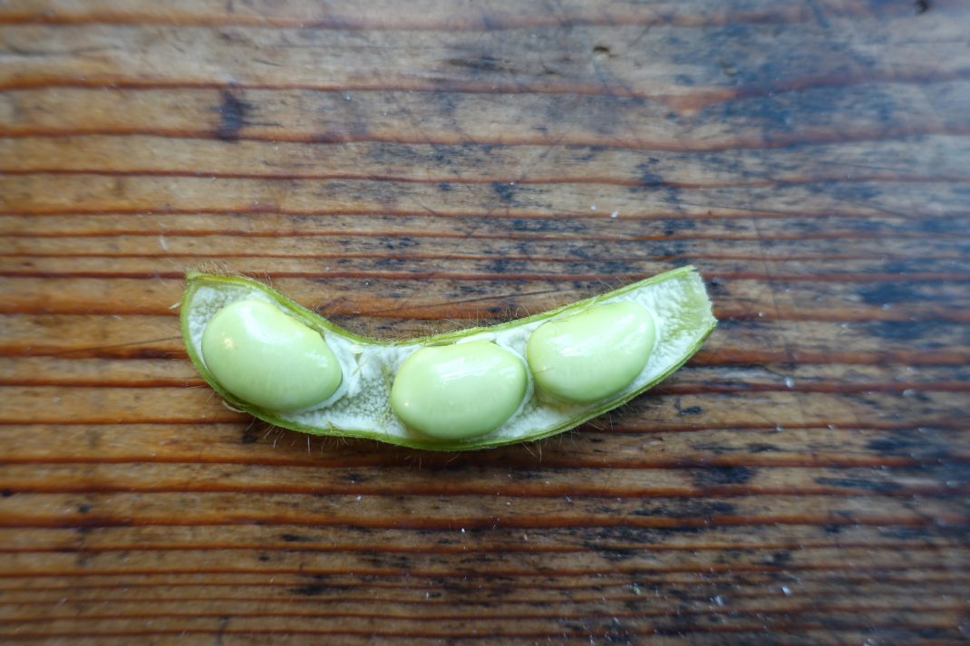 På ett slitet träbord ligger en öppen sojabönsskida. I den syns tre, ljusgröna bönor.
