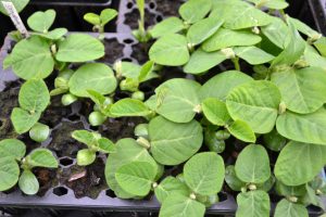 Ett stort pluggbrätte är fullt av sojabönsplantor i olika tillväxtstadier. Plantorna är knubbiga och bladen ludna.