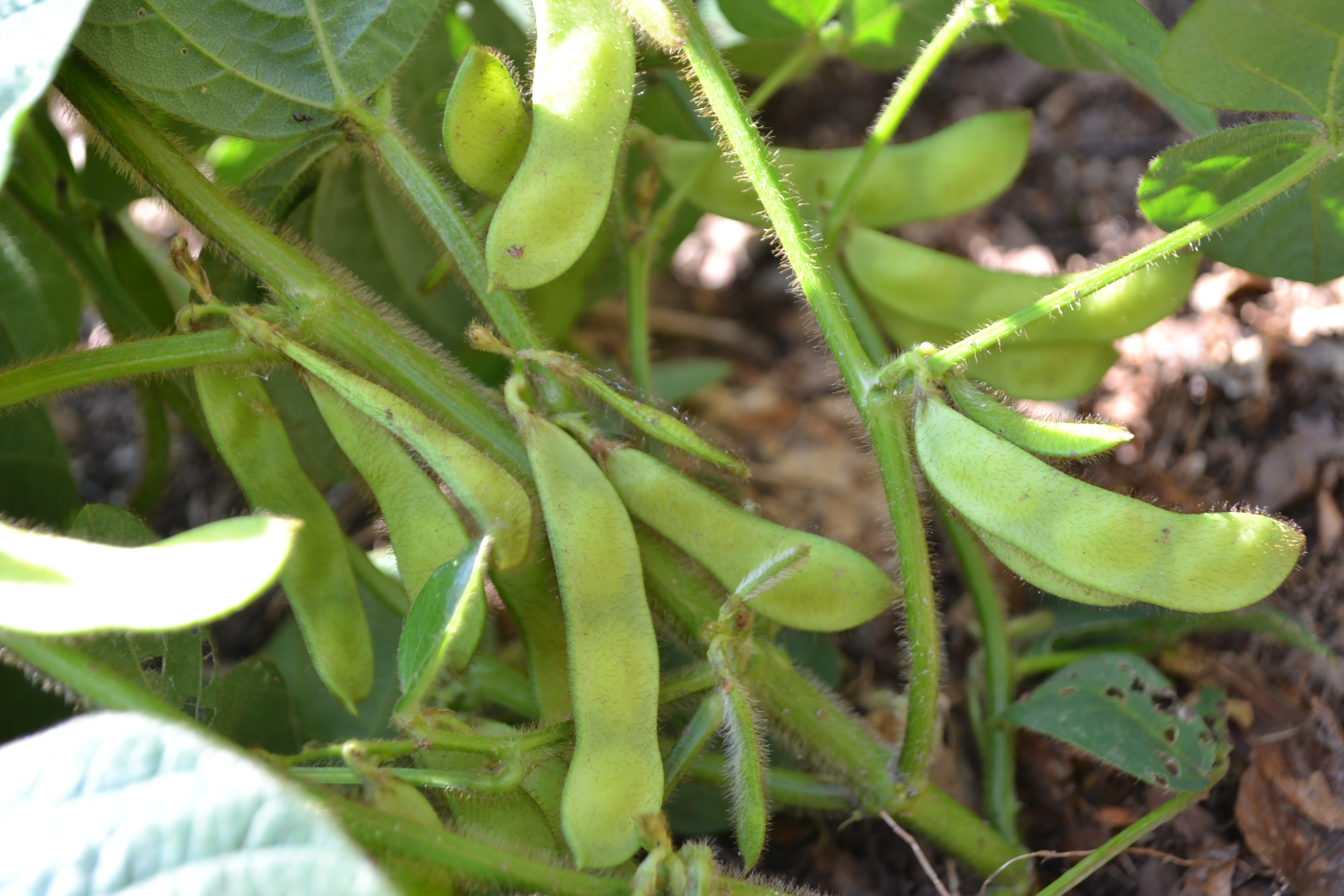 Sojabönor växer på en planta. De har små, ludna skidor.