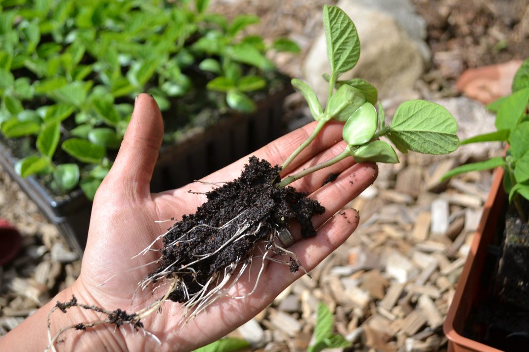I en handflata ligger en planta utan kruka, med två stjälkar av sojabönor som växer ur en jordklump med fina rötter.