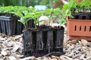 En rad med med pluggar är utplockade ur root trainern. I dem växer fina små plantor av sojabönor.
