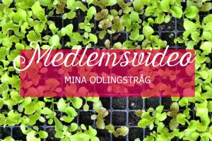 Ovanifrn bild av ett pluggbrätte med små salladsplantor. Ovanpå står texten medlemsvideo, mina odlingstråg.