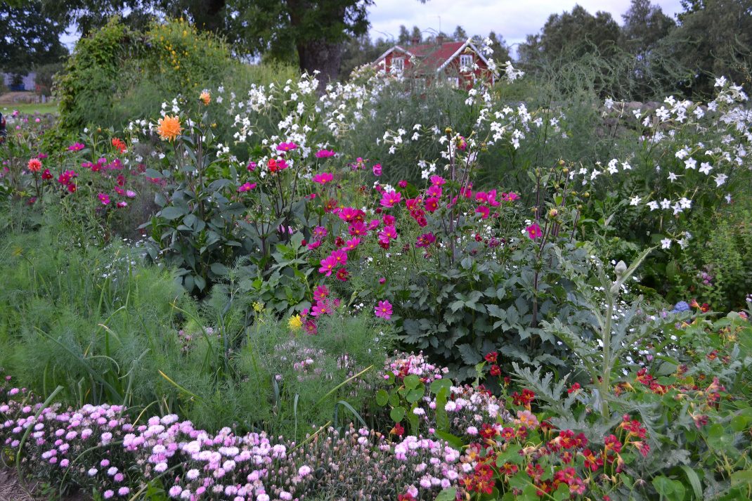 En bomstrande trädgård med höga sommarblommor i olika färger. 