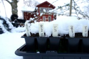 Små svarta odlingstråg med etiketter i och snö på.