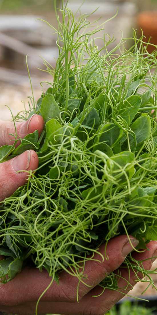 Ett stort knippe färska ärtskott i spralligt grönt.