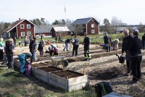 Översikt över köksträdgården på Rinkabygård.
