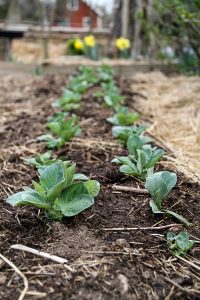 I en lång rad syns små, små knubbiga plantor av bondbönor utplanterade.