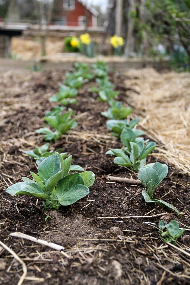 I en lång rad syns små, små knubbiga plantor av bondbönor utplanterade.
