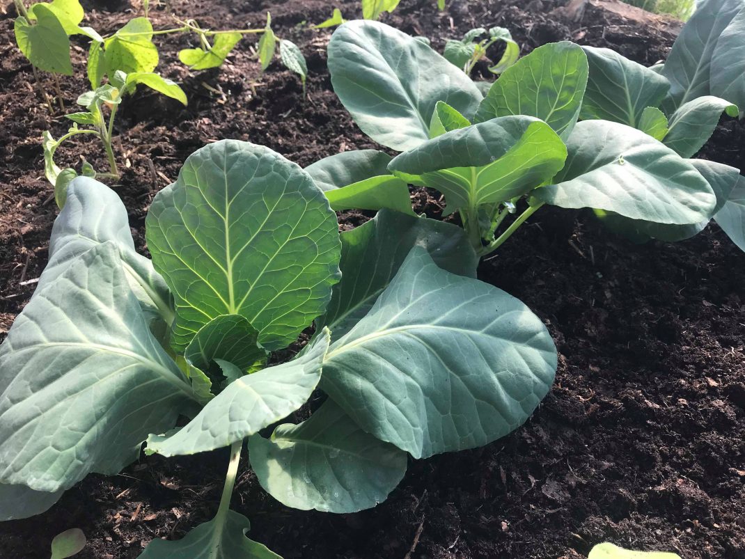 Frodiga plantor av kål är planterade i mörk jord.