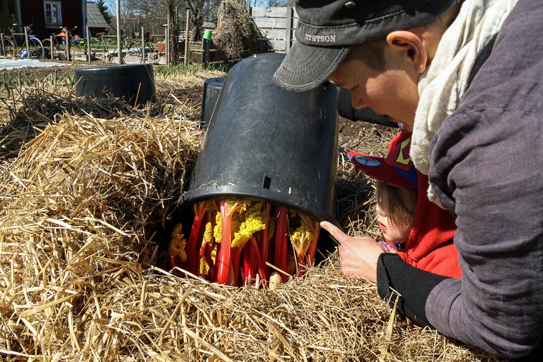 Sara lyfter på en svart, stor hink som ligger uppchner i ett halmtäckt land. Under finns röda, spröda rabarber med gulgröna blad.