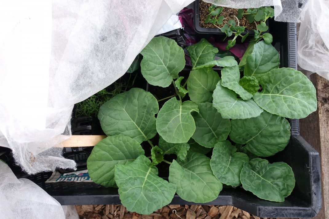 En svart plastback sedd uppifrån, med frodiga kålplantor som kikar upp bredvid fiberduken som ligger överst.