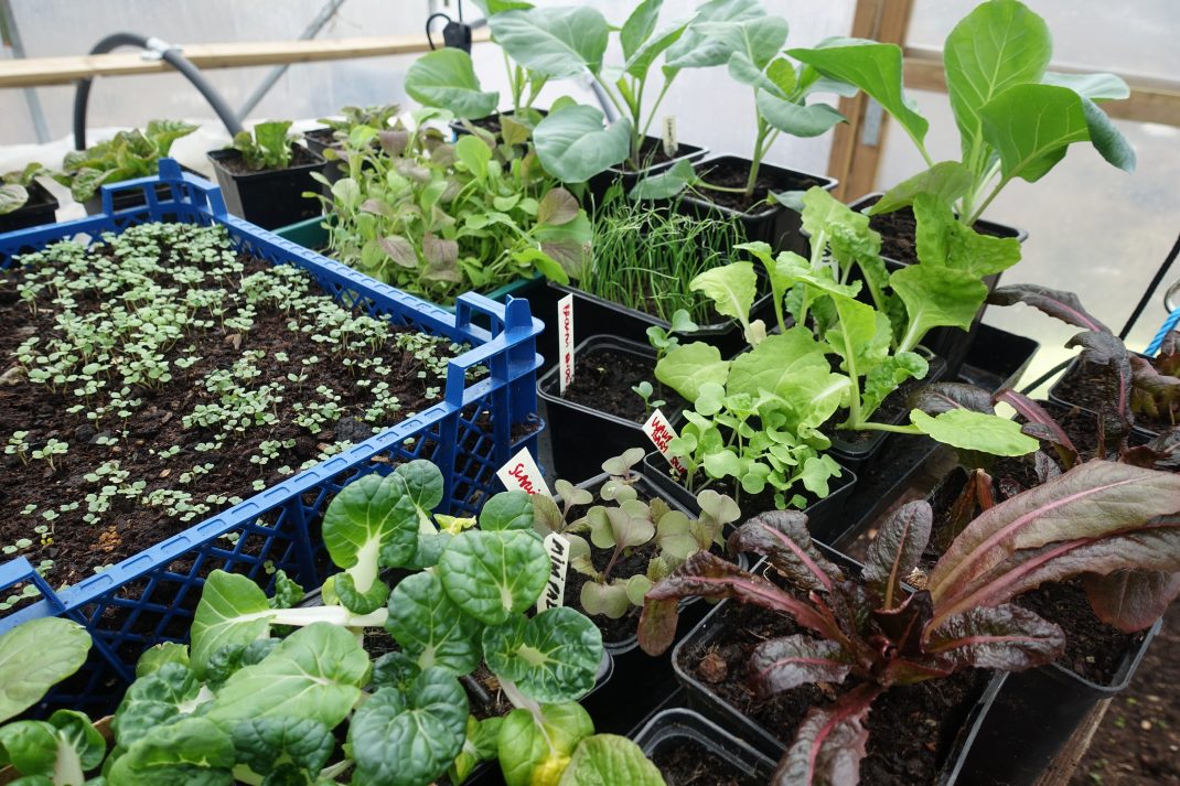 Flera tråg och brickor med grönsaksplantor i olika växtstadier står tätt tillsammans i tunnelväxthuset.