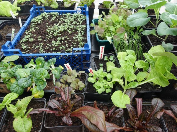 Närbild av massor av förråder, mindre och större plantor i tråg och krukor.