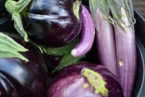 Närbild på flera olika sorters aubergine, mörklila allihop men en del är avlånga och andra runda.
