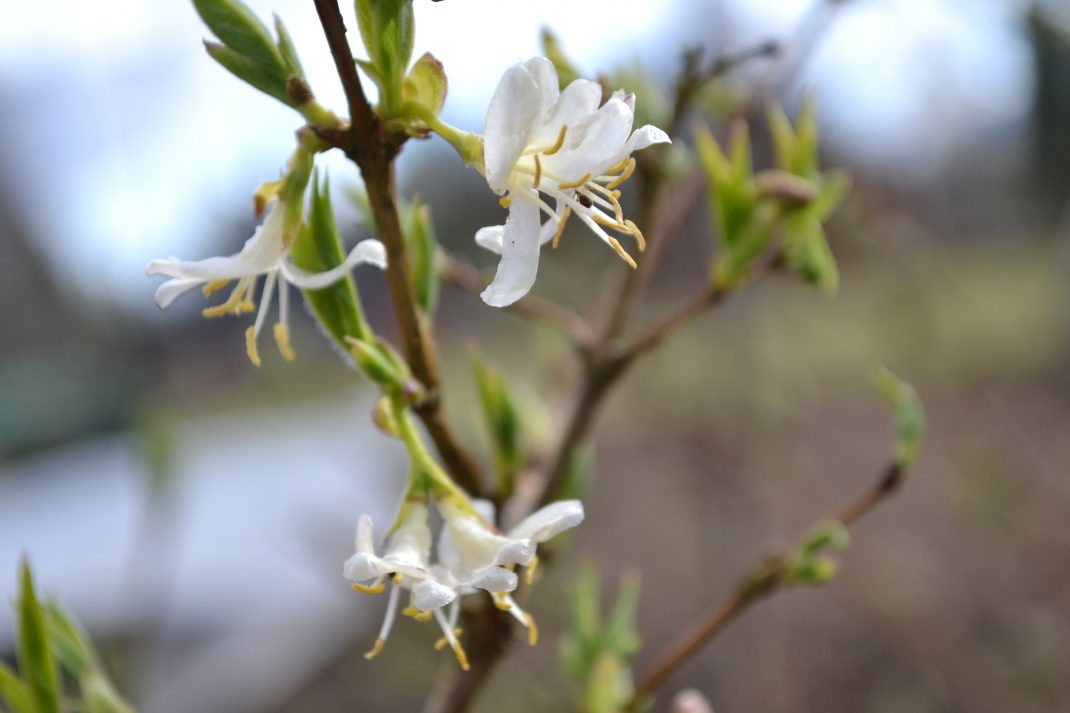 Närbild av skira, vita blommor som slagit ut på en trädgren.