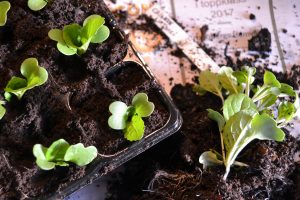 Små, knubbiga blad tittar upp i ett pluggbrätte. Bredvid ligger en liten planta som tagits upp, med fina rötter i sin jordklump.