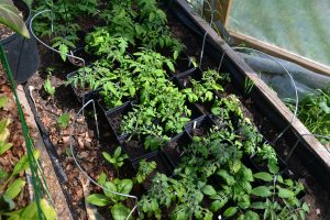 I en bädd i tunnelväxthuset står flera plantor i krukor utställda. I mitten finns det många tomatplantor.