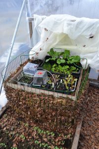 På en varmbänk av kompostgaller och löv står flera brickor med små plantor. EWn fiberduk har dragits av och ligger bredvid,