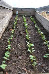 Små gröna plantor växer upp i tre långa rader i en odlingslåda.
