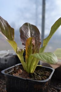 Närbild av en planta sallat i svart kruka. Bladen går mellan rödbrunt och gulgrönt.
