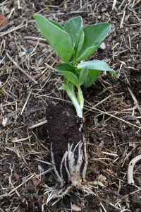 En liten planta av bondbönor ligger utan kruka på en täckt bädd.