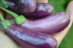 Små avlånga fruktar av aubergine ligger i en hand. De är lila och blanka.