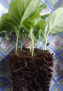 En kruka med med små aubergineplantor som tagits ur din kruka. Rötterna fyller ut jordklumpen.